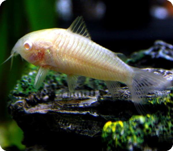 Corydoras - Albino
